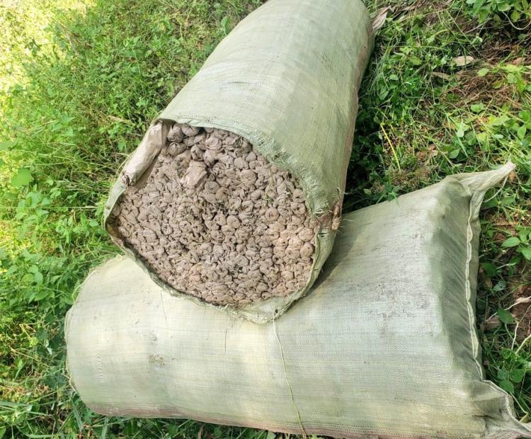 POLICE RECOVER 531KG OF BHANG AT A MIGORI HOMESTEAD