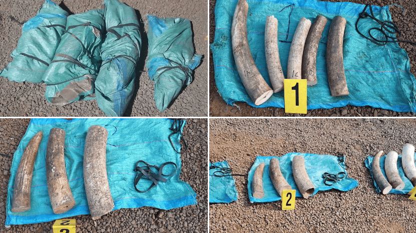 trafficking in ivory